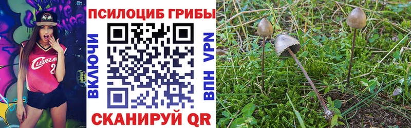 omg ТОР  Могоча  Псилоцибиновые грибы Psilocybe 